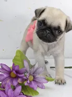 Pink Bow - Tiny Female - See Video, a male Pug for sale in Whitwell, TN – 4 of 6