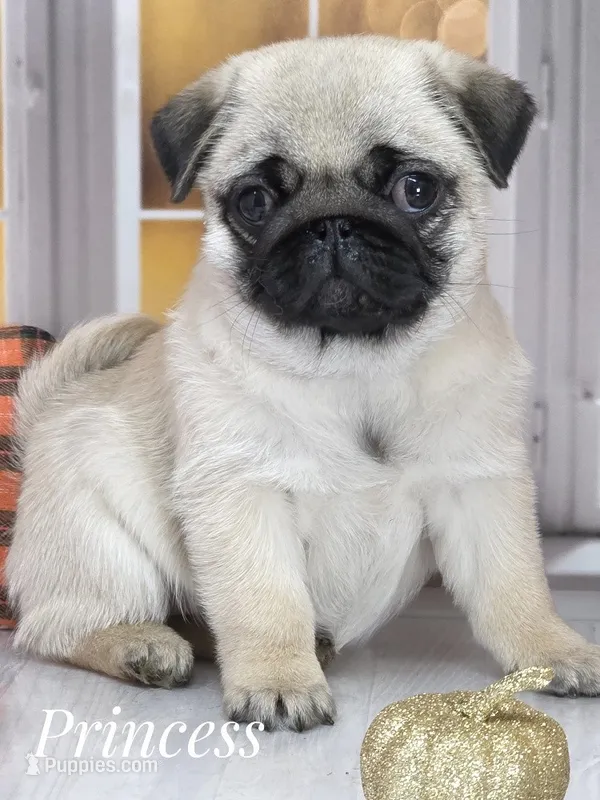 🐾 Incredibly Quality - Tiny fur ball of Wrinkles, Rolls & Love 💕 – Pug puppy for sale in Whitwell, TN