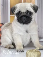 🐾 Gorgeous - Tiny fur ball of Wrinkles, Rolls & Love 💕, a female Pug for sale in Whitwell, TN – 3 of 6