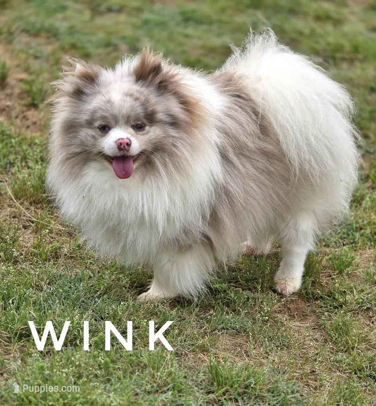 Throw Back Size - Wink - Lavendar Merle Parti – Pomeranian puppy for sale in Whitwell, TN