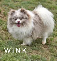 Throw Back Size - Wink - Lavendar Merle Parti, a male Pomeranian for sale in Whitwell, TN – 5 of 6
