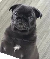 Tiny Girl - Amazing Structure - Playful, CH lines, a female Pug for sale in Whitwell, TN – 2 of 7
