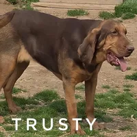 Trusty - Free, a female Bloodhound for sale in Whitwell, TN – Photo 3 of 3