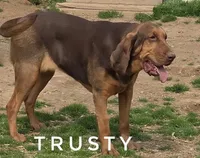 Trusty, a female Bloodhound for sale in Whitwell, TN – Photo 3 of 3