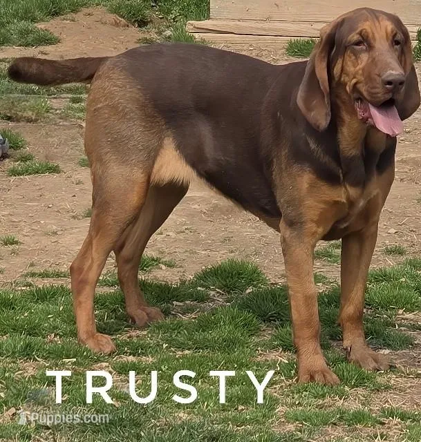 Trusty, a female Bloodhound for sale in Whitwell, TN – Photo 1 of 3