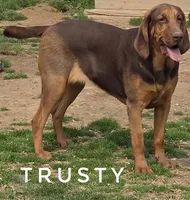 Trusty, a female Bloodhound for sale in Whitwell, TN – Photo 1 of 3