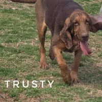 Trusty - Free, a female Bloodhound for sale in Whitwell, TN – Photo 1 of 3