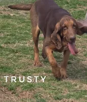 Trusty, a female Bloodhound for sale in Whitwell, TN – Photo 2 of 3