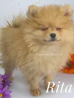 Blue Eye Beauty - Champion Sired!, a female Pomeranian for sale in Whitwell, TN – 5 of 9