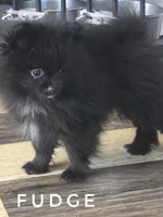 Fudge - Expected to be 4.5 pounds, a male Pomeranian for sale in Whitwell, TN – 9 of 10