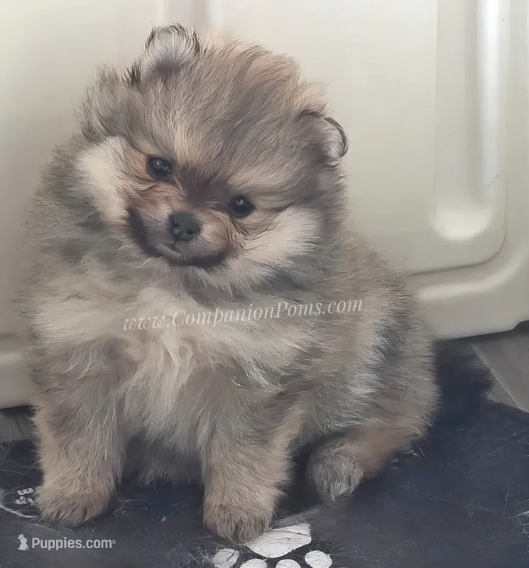 Cream Sable w/Irish Markings Girl – Pomeranian puppy for sale in Whitwell, TN