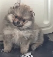 Cream Sable w/Irish Markings Girl, a female Pomeranian for sale in Whitwell, TN – 1 of 7