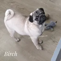 C Video Birch - 6 months old and 15 pounds, a  Pug for sale in Whitwell, TN – 6 of 8