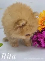 Rita - CH Sired! One and Half Blue Eyes!, a female Pomeranian for sale in Whitwell, TN – 7 of 9