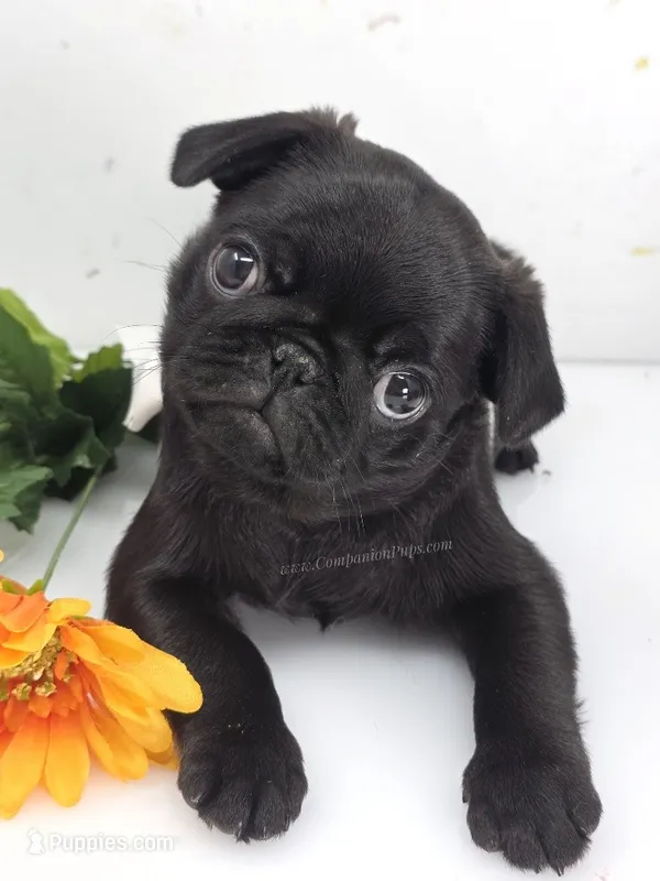 Cuddly Charm Playful Personality – Pug puppy for sale in Whitwell, TN