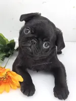 Cuddly Charm Playful Personality - Willow, a female Pug for sale in Whitwell, TN – 7 of 10