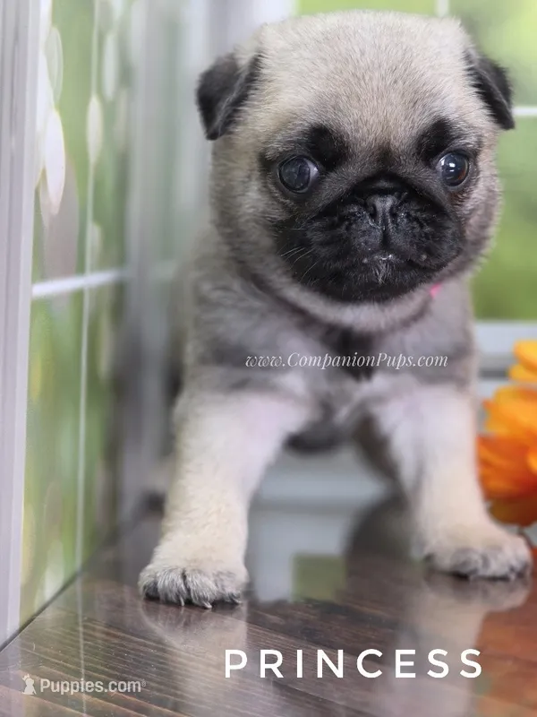 Princess - Ch Sired! – Pug puppy for sale in Whitwell, TN