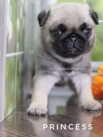Princess - Ch Sired!, a female Pug for sale in Whitwell, TN – 6 of 9