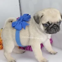 Silver Fawn - Blue Bow C Video, a male Pug for sale in Whitwell, TN – 4 of 7