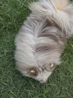 Toast - Lavender Merle, a male Pomeranian for sale in Whitwell, TN – 9 of 9