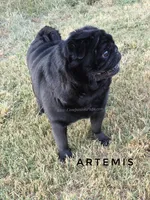 Artemis - Imported CH Sired Black Male Pug - Calm & Sweet, a male Pug for sale in Whitwell, TN – 7 of 8