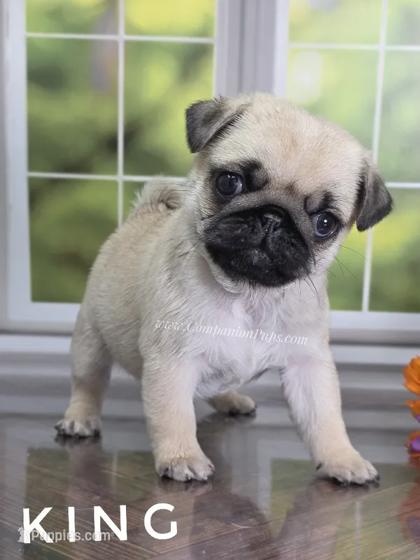 King - Small 2.25 pounds - Silver Fawn – Pug puppy for sale in Whitwell, TN