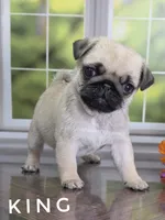 King - Small 2.25 pounds - Silver Fawn, a male Pug for sale in Whitwell, TN – 1 of 8