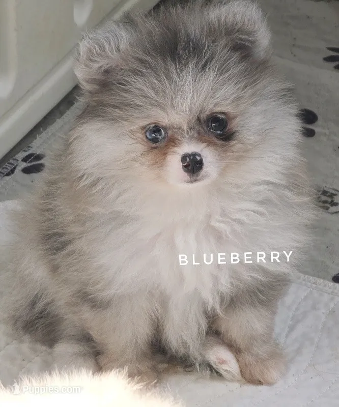 Blueberry - Dark Silver Grey - Blue Merle - One Blue Eye – Pomeranian puppy for sale in Whitwell, TN