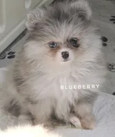 Blueberry - C Video- Blue Merle - One Blue Eye, a female Pomeranian for sale in Whitwell, TN – 6 of 10