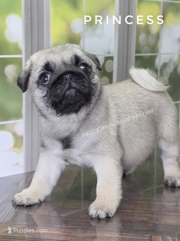 🐾 3 Pounds of Wrinkles, Rolls & Love – Meet Princess! 💕 – Pug puppy for sale in Whitwell, TN