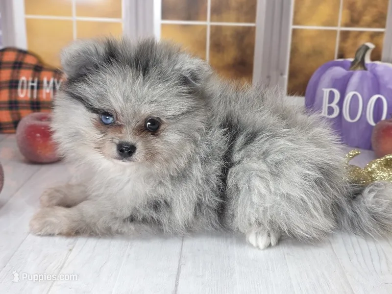 Blackberry - Candace Boy - Silvery Blue Merle - One Blue Eye – Pomeranian puppy for sale in Whitwell, TN