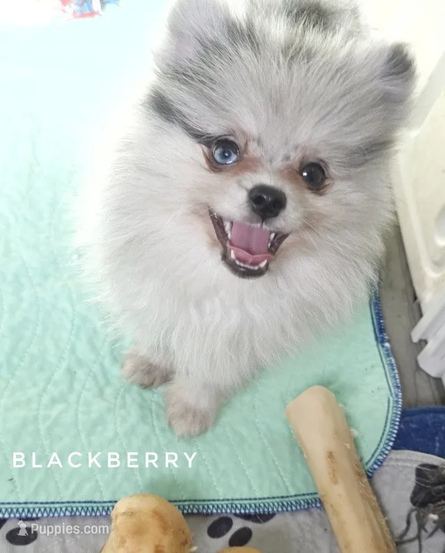 Blackberry - Ch Lines - Silvery Blue Merle - One Blue Eye – Pomeranian puppy for sale in Whitwell, TN