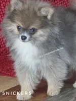 💙 Snickers –Expected to be 3.5-4lbs -Rare Blue Sable Pomeranian Boy 💙🐾, a male Pomeranian for sale in Whitwell, TN – 5 of 10