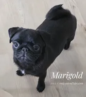 Marigold - Vax Done, a female Pug for sale in Whitwell, TN – 5 of 8