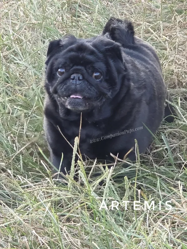 🖤 Gorgeous Russian Imported – Wrinkles, Rolls & Champion Lines! – Pug puppy for sale in Whitwell, TN