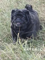 🖤 Gorgeous Russian Imported – Wrinkles, Rolls & Champion Lines!, a male Pug for sale in Whitwell, TN – 4 of 6
