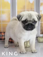 King - Tiny Male Ready Now!  - Silver Fawn, a male Pug for sale in Whitwell, TN – 6 of 8