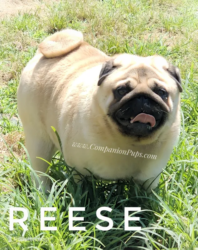 🏆 AKC Champion Reese – Handsome Fawn Pug Ready for Retirement ❤️🐾 – Pug puppy for sale in Whitwell, TN