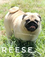 🏆 AKC Champion Reese – Handsome Fawn Pug Ready for Retirement ❤️🐾, a male Pug for sale in Whitwell, TN – 3 of 5