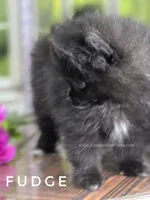 Black Fluff Ball - Fudge - Tiny -Charting 4.5-5lbs, a male Pomeranian for sale in Whitwell, TN – 6 of 10