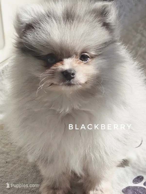 Blackberry - Candace Boy - Silvery Blue Merle - One Blue Eye – Pomeranian puppy for sale in Whitwell, TN
