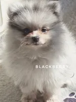 Blackberry - Ch Lines - Silvery Blue Merle - One Blue Eye, a male Pomeranian for sale in Whitwell, TN – 1 of 9