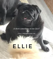 Ellie - Ch Sired Black Female - Excellent Family Pug, a female Pug for sale in Whitwell, TN – 3 of 6