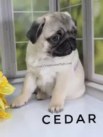 Amazing Lines - Silver Fawn Pug Puppy, a male Pug for sale in Whitwell, TN – Photo 8 of 9