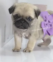 processed/b4bc95d2-9374-4144-8be7-499f7ff6cc58/listing/a420c19a-ac0f-42e6-8938-f3c17c5ffb94/161ee380-015b-411f-a80a-0aeb935e22f4