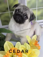 Amazing Lines - Silver Fawn Pug Puppy, a male Pug for sale in Whitwell, TN – Photo 5 of 9