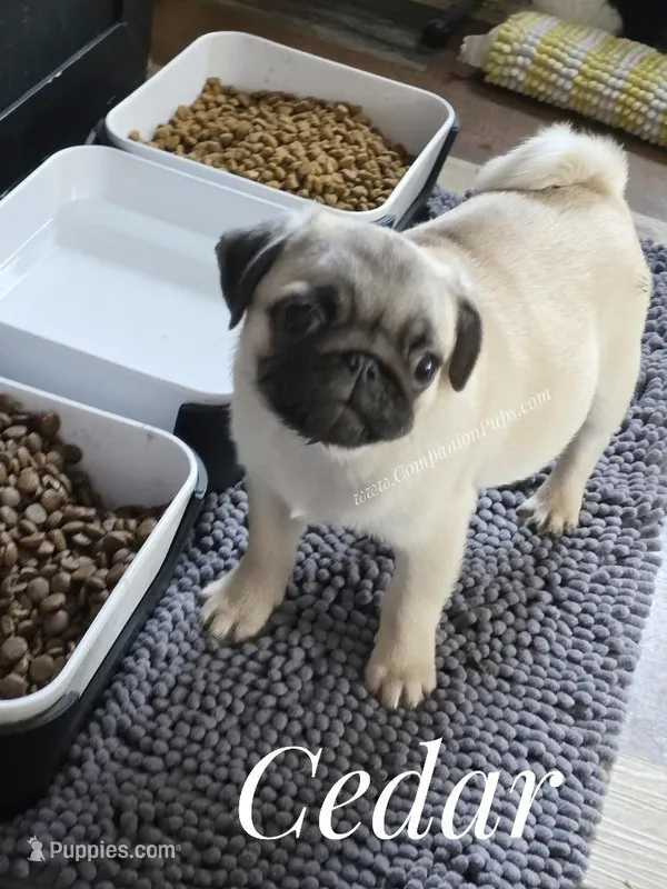 Amazing Lines - Silver Fawn Pug Puppy – Pug puppy for sale in Whitwell, TN