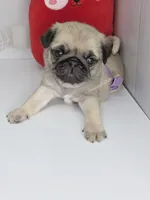 processed/b4bc95d2-9374-4144-8be7-499f7ff6cc58/listing/a420c19a-ac0f-42e6-8938-f3c17c5ffb94/3e798c15-4b7e-4a4f-b741-512a14cf2c1c