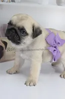 Cedar - Small Silver Fawn Boy, a male Pug for sale in Whitwell, TN – Photo 6 of 8