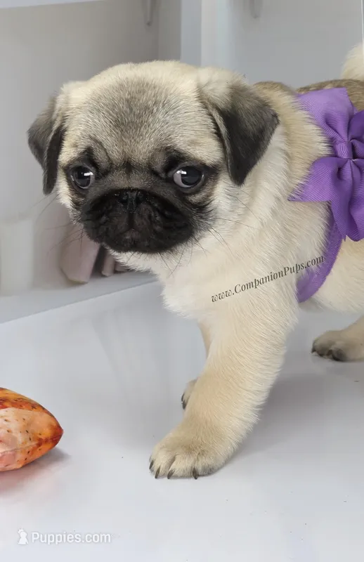 Cedar - Small Silver Fawn Boy – Pug puppy for sale in Whitwell, TN